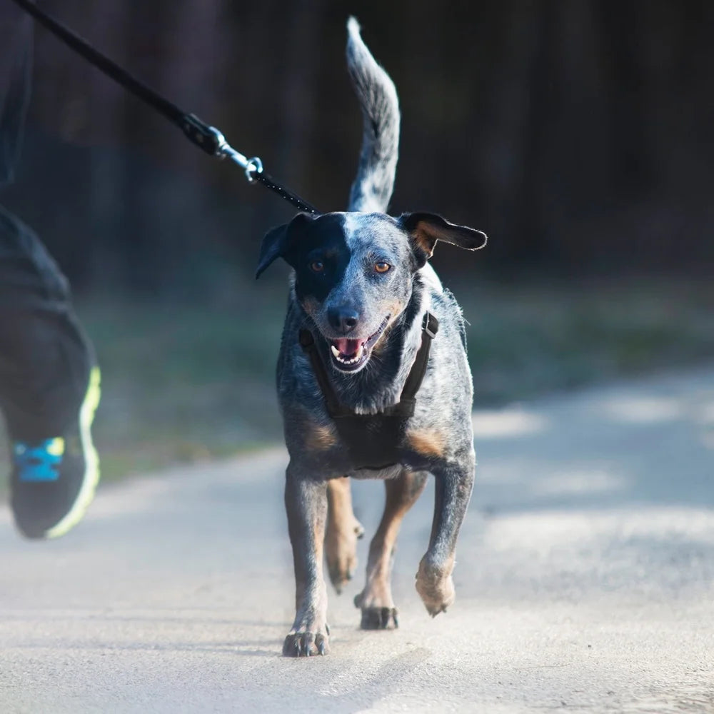 Fujian Stop-Pulling Reflective Dog Harness With Storage Pouch